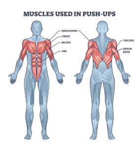 Targeted muscles in Push-ups